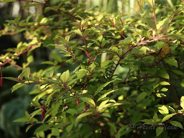 Fuchsia magelanica Genii.jpg